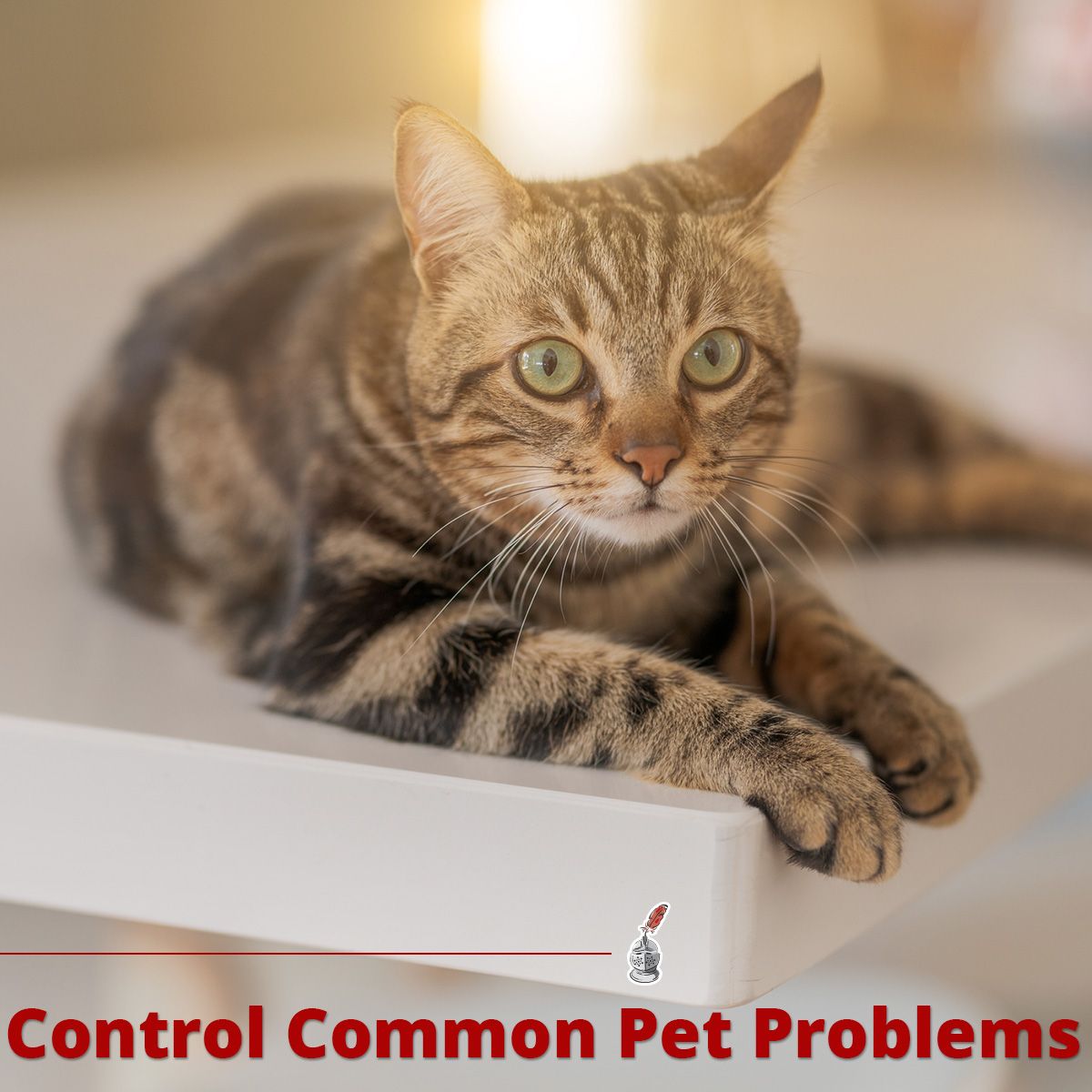 Control Common Pet Problems
